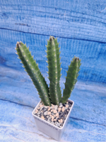 Stapelia Gigantea (Стапелия)