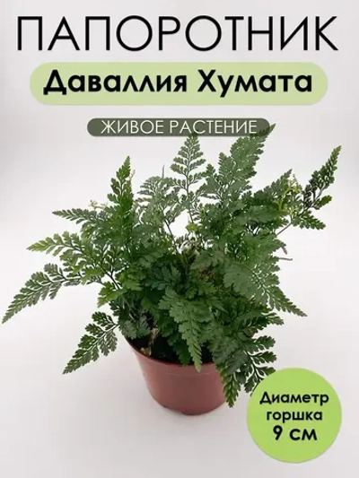 Даваллия Хумата D9. Папоротник живой комнатный