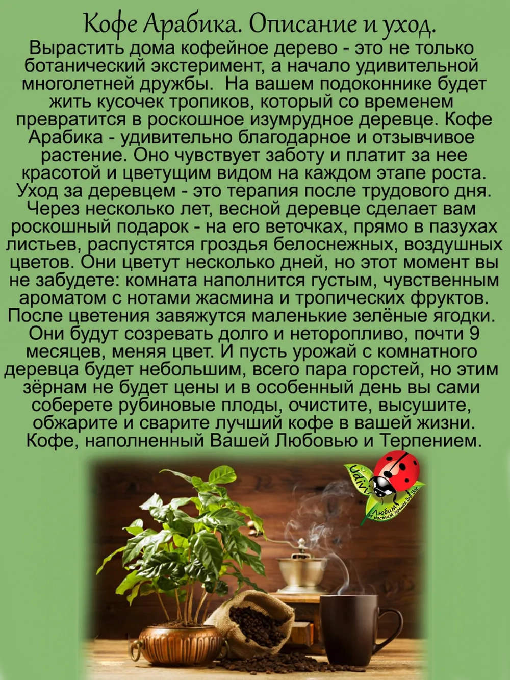 Кофе Арабика саженцы