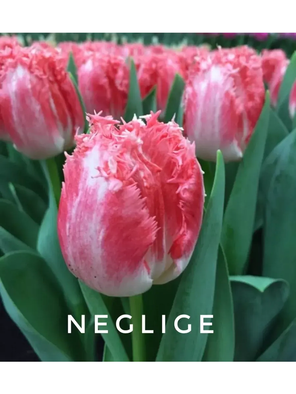Луковицы тюльпанов бахромчатые сорт NEGLIGE (4 штуки)