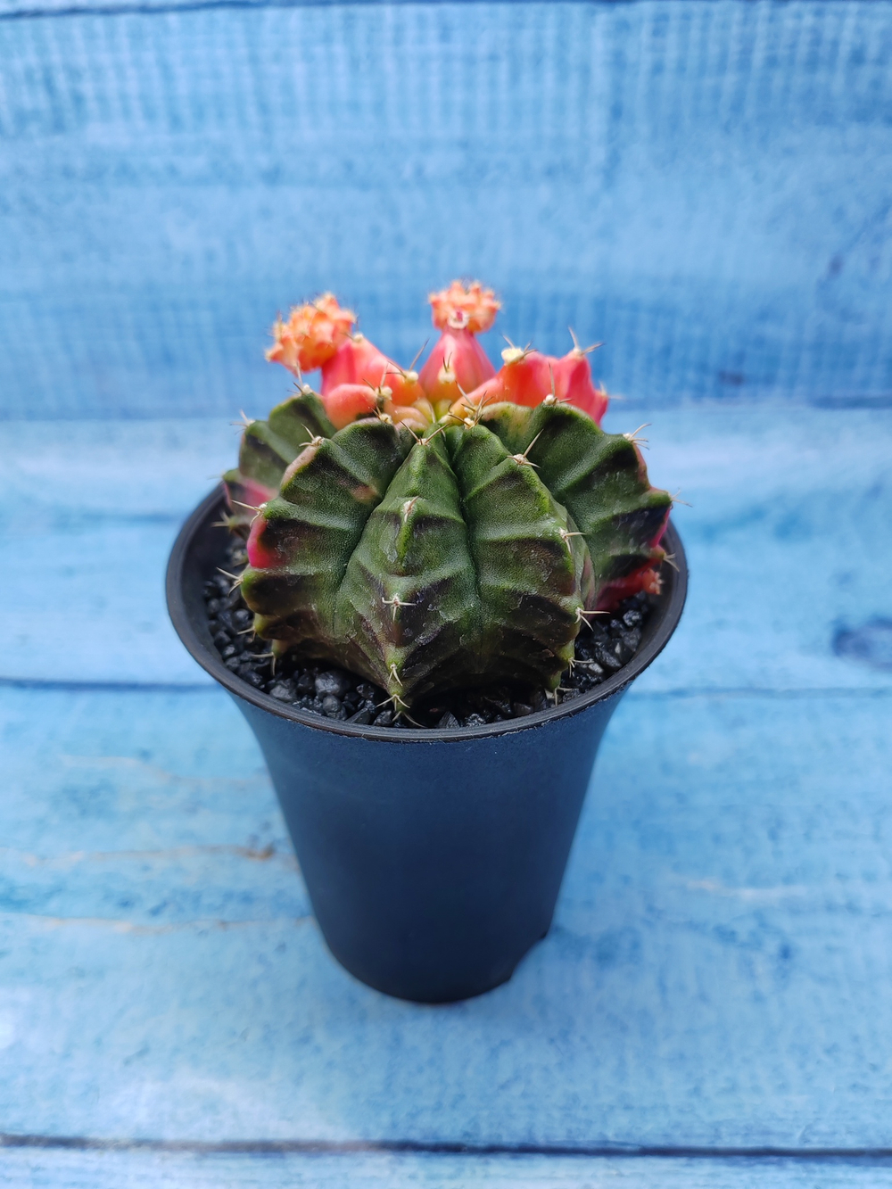 Gymnocalycium Variegata (Гимнокалициум Вариегатный)