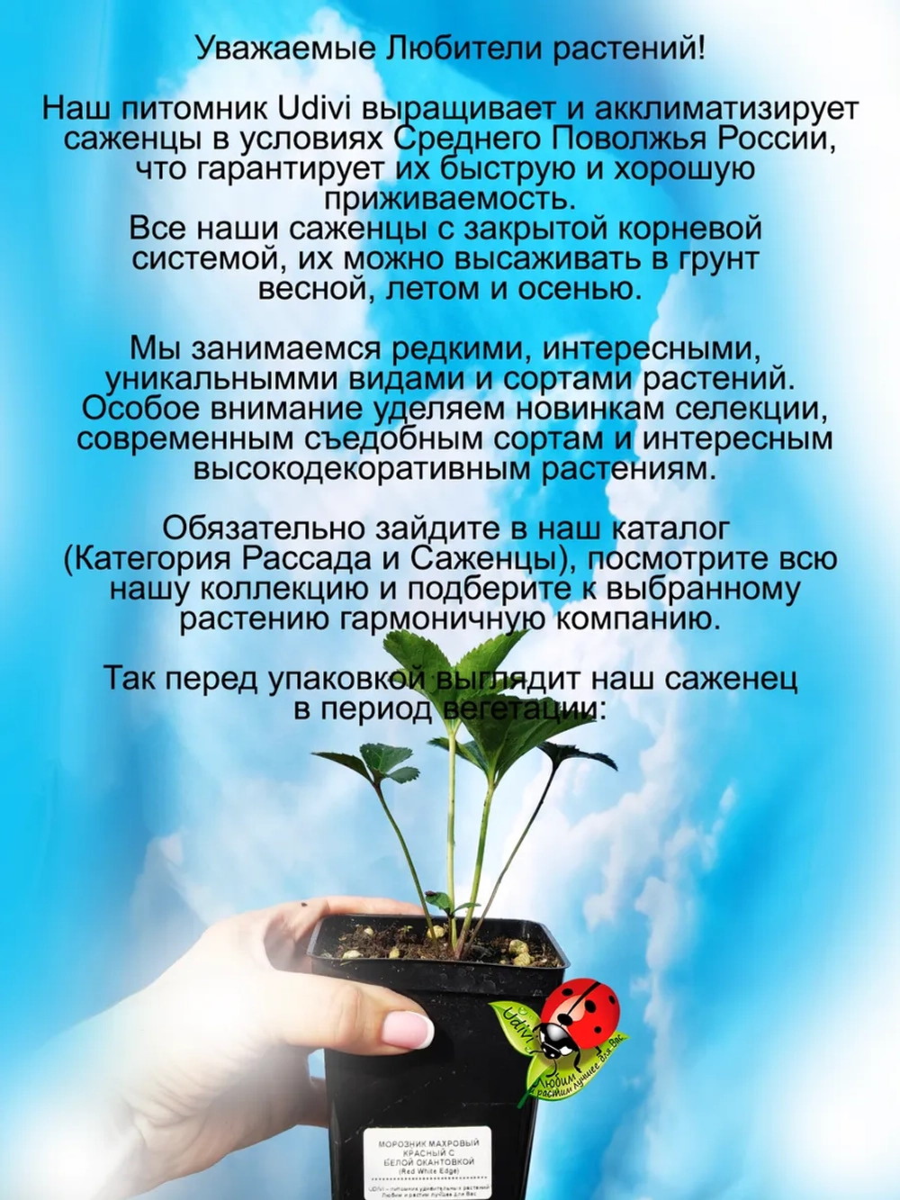 Морозник Красный с белой окантовкой Дабл Ред Уайт