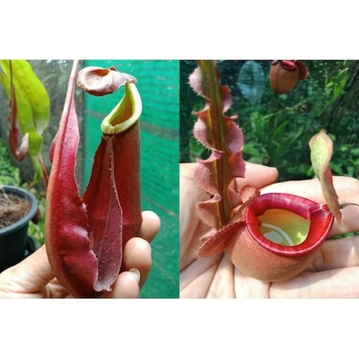 Непентес Nepenthes mirabilis wing x [(mirabilis wing x (viking x ampullaria)] семена 3 шт