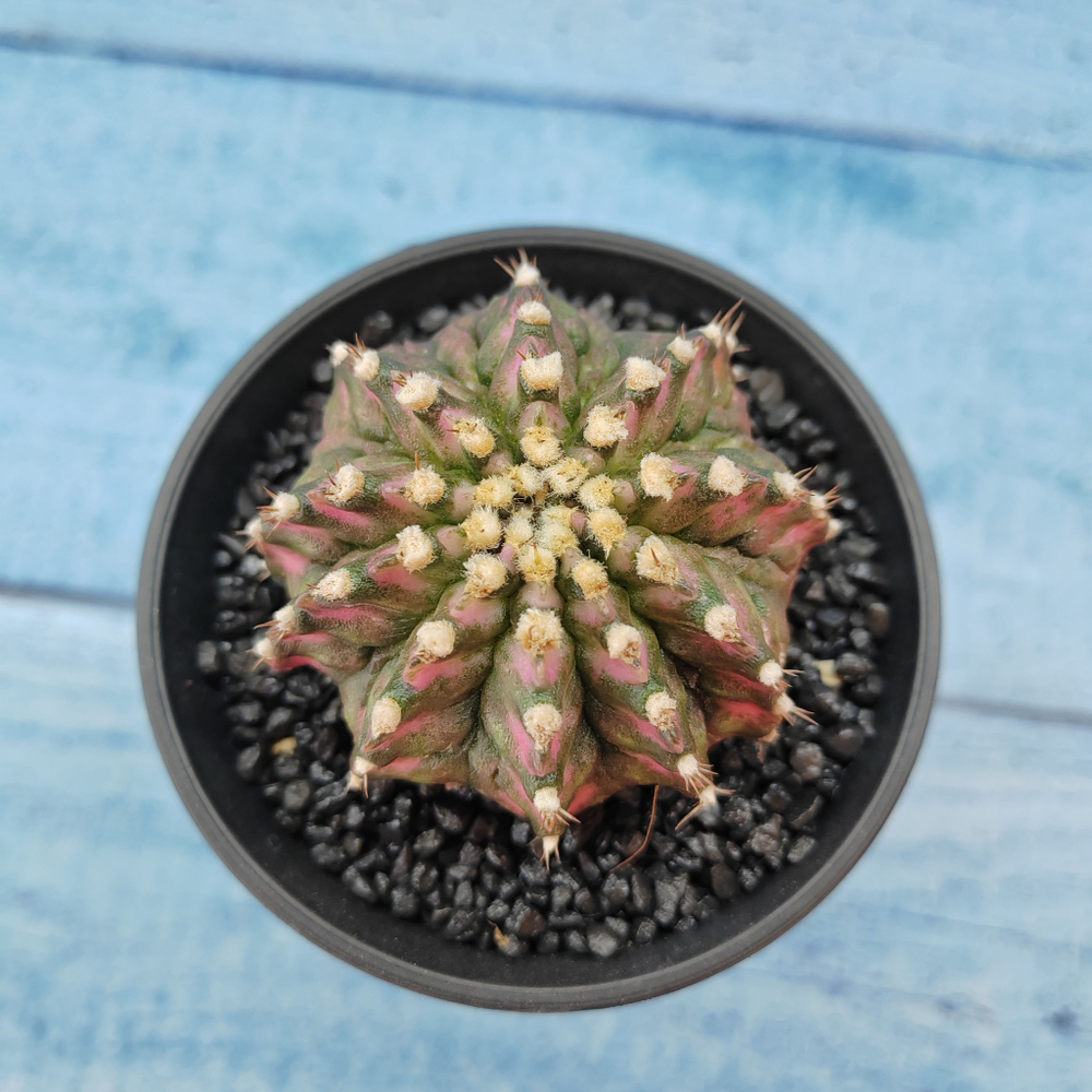 Gymnocalycium T-Rex Pink hybride (Гимнокалициум T-rex)
