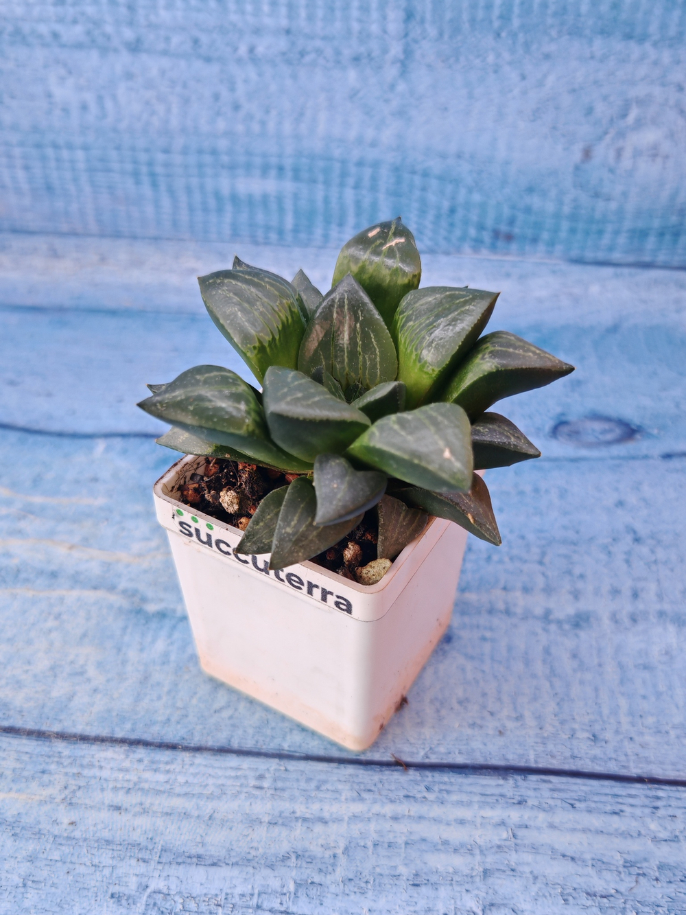 Haworthia Comptoniana hybrid (Хавортия)