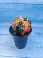 Gymnocalycium Variegata (Гимнокалициум Вариегатный)