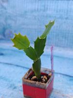 Schlumbergera cv. Floral Bouqet (Шлюмбергера)