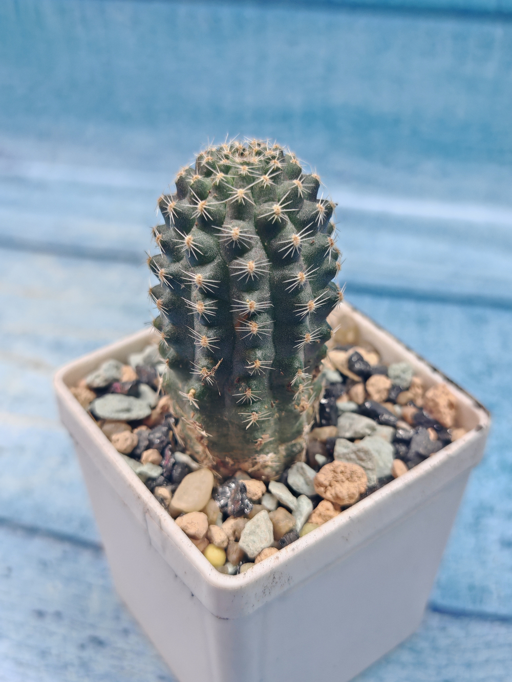 Rebutia Pygmaea (Ребуция)