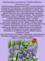 Клеродендрум угандийский Голубые бабочки