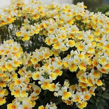 2671 Немезия SUNPEDDLE Yellow White (Весна 2026)