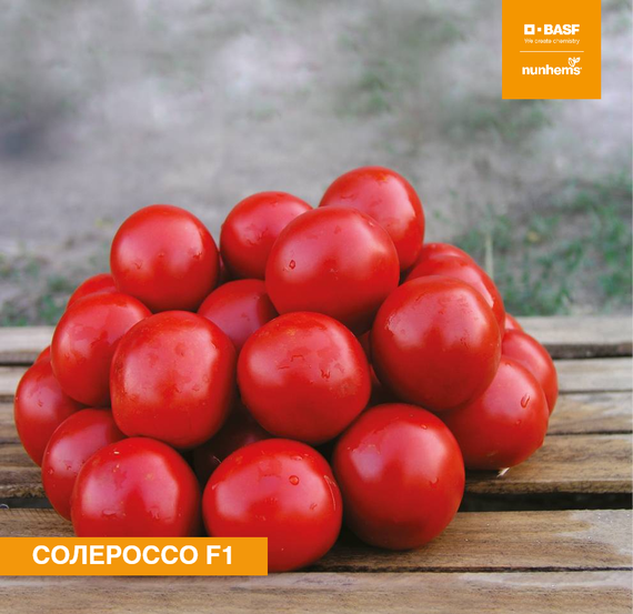 Солероссо F1 семена томата процессингового (Nunhems / Нюнемс) культура – фото 1