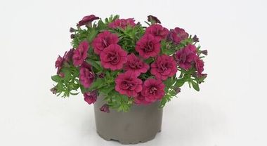 19271 Калибрахоа MINIFAMOUS ORO DOUBLE MAGENTA (ОСЕНЬ 2025)