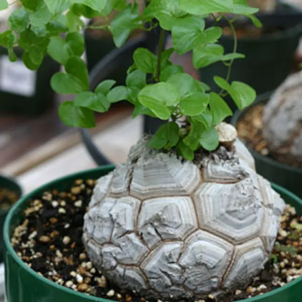 Диоскорея Dioscorea Elephantipes (Слоновая нога) семена 2 штуки