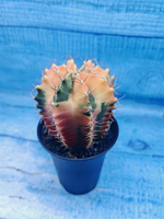 Gymnocalycium Variegata (Гимнокалициум Вариегатный)