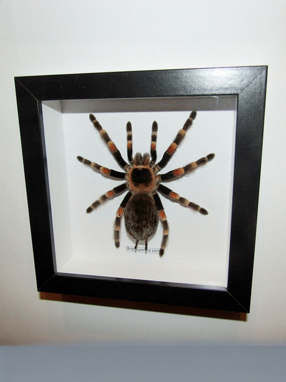 Паук-Птицеяд Brachypelma smithi