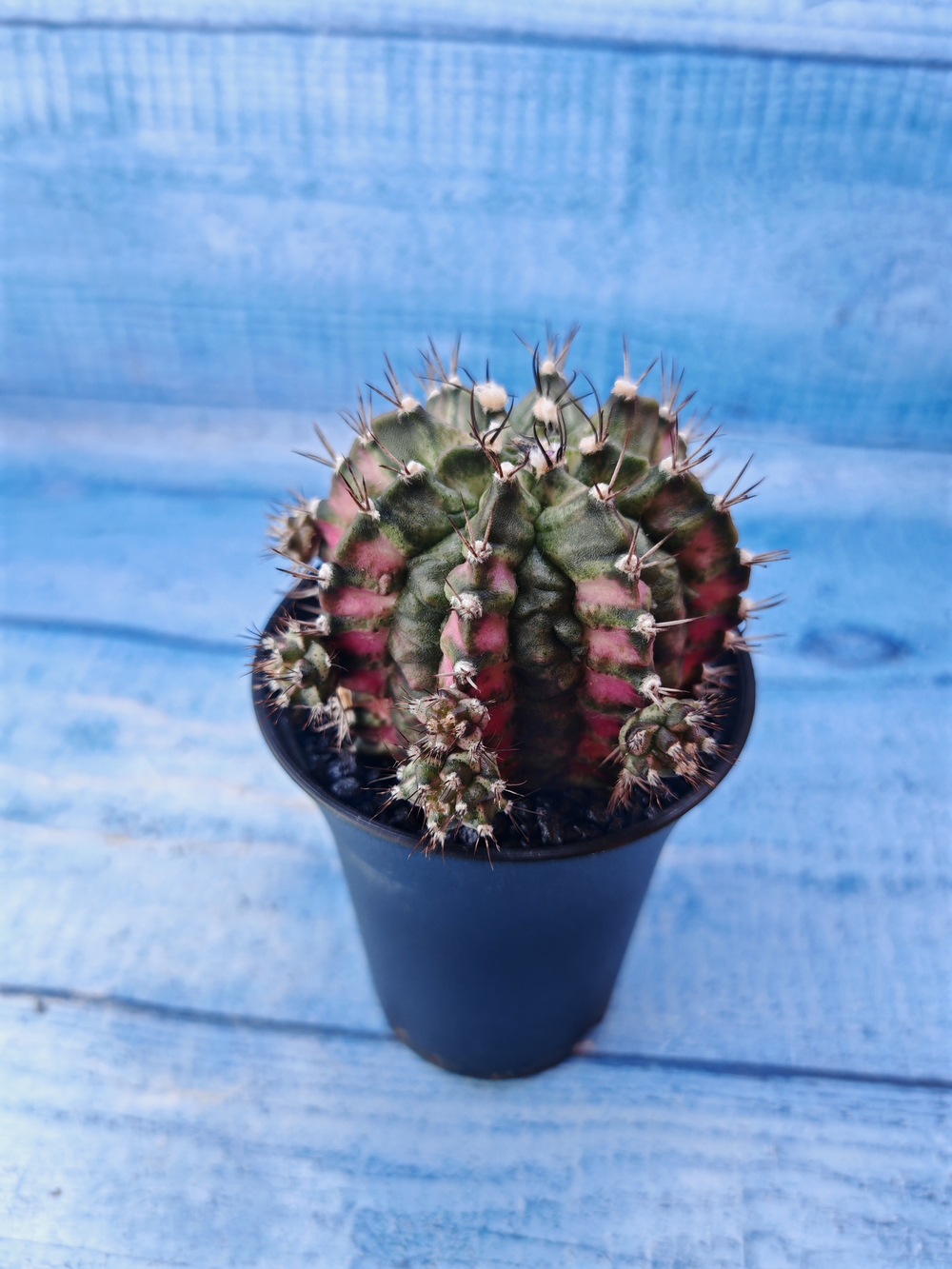 Gymnocalycium T-Rex Pink hybride (Гимнокалициум T-rex)