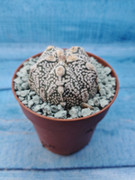 Astrophytum Asterias "Super Kabuto" (Астрофитум)