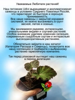 Бегония Нон стоп Файер