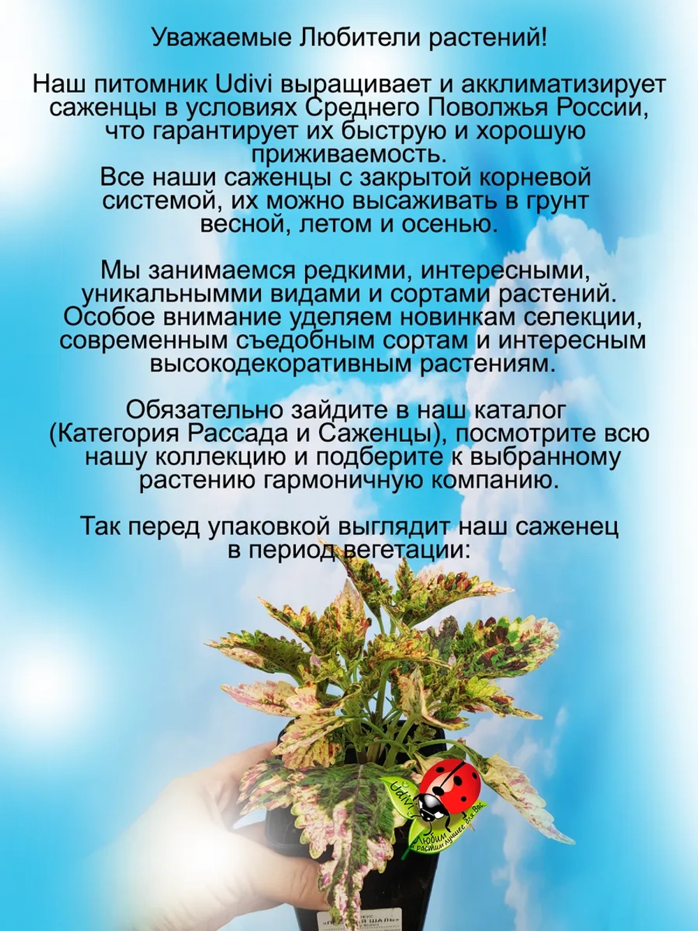 Колеус Пёстрая шаль вегетативный