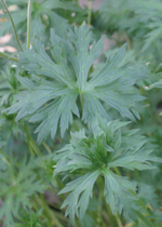 Герань "Orion". Geranium "Orion".