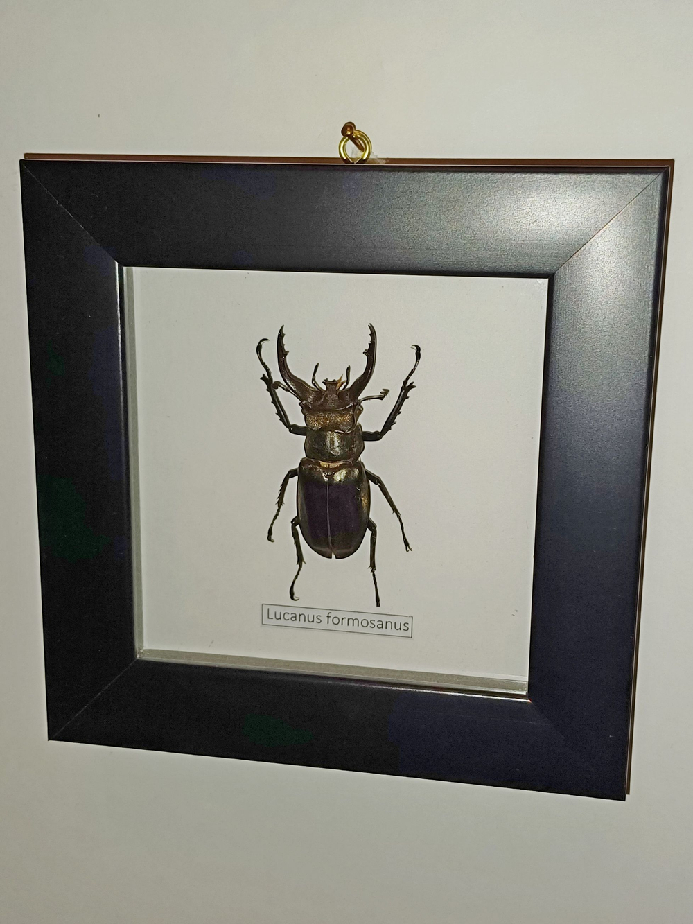 Рогач Lucanus formosanus в рамке