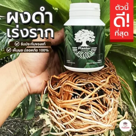 Укоренитель Plantor Тайланд
