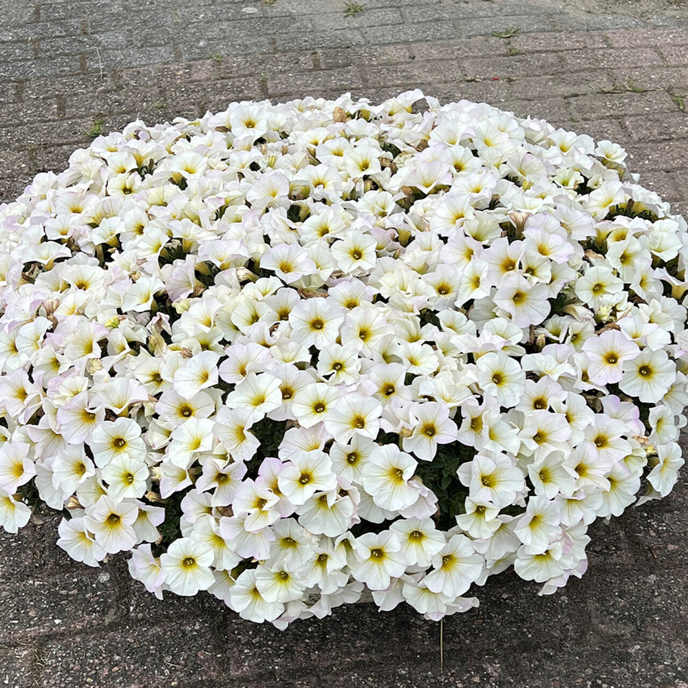 ЕВРО Петхоа BeautiCal Pearl White (Volmary) укоренный черенок НАЧАЛО/СЕРЕДИНА ФЕВРАЛЯ поставка 14