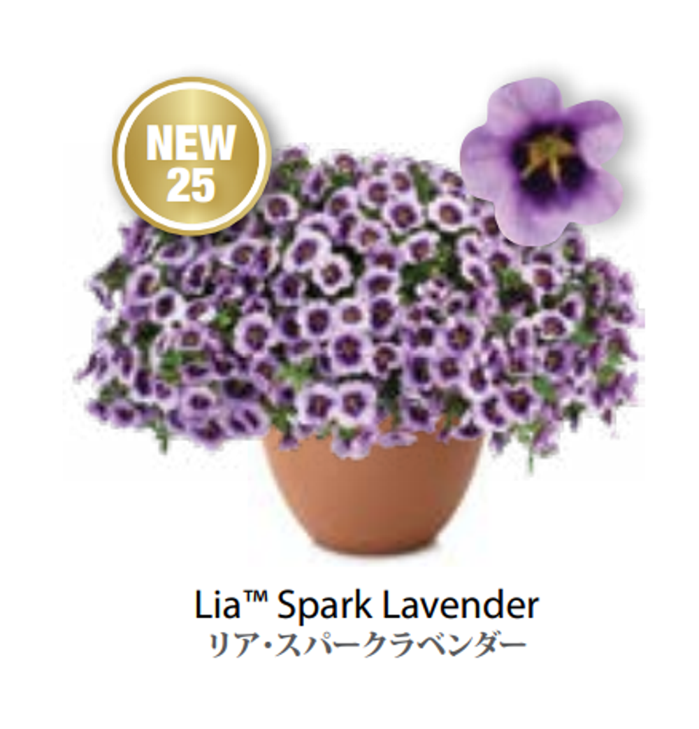 ЕВРО Калибрахоа LIA Spark Lavender укоренный черенок начало января поставка 9