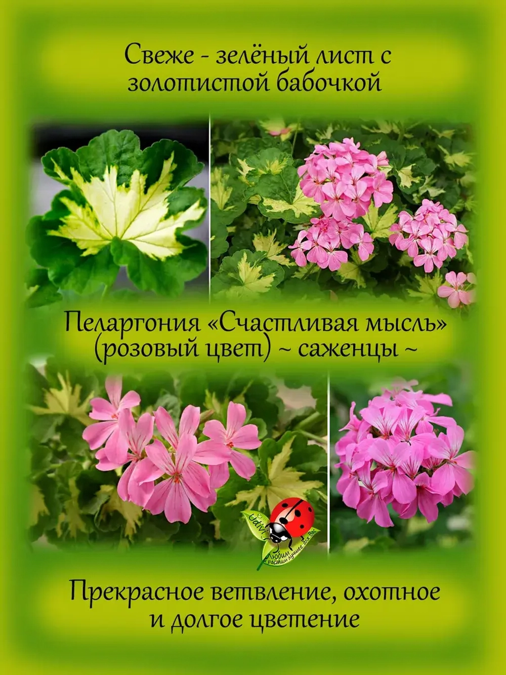 Пеларгония Счастливая мысль розовый Хеппи Тач