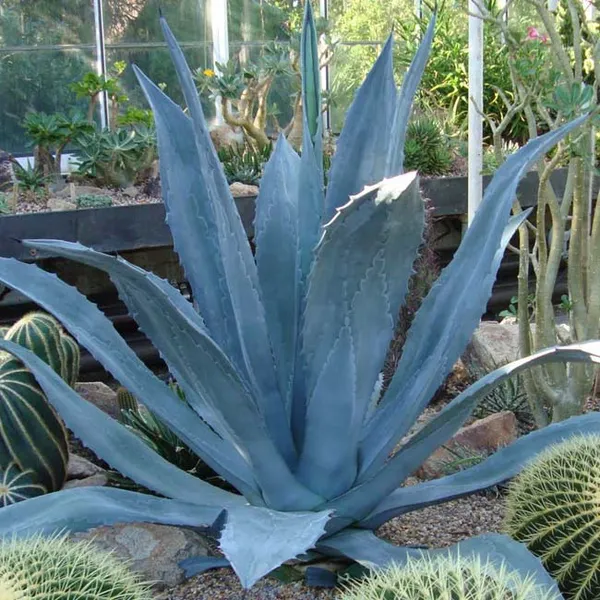 Агава американская (Agave Americana) семена 4 шт