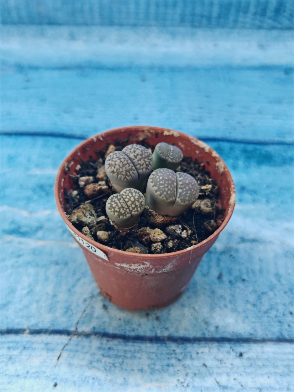 Lithops sp. (Литопсы)