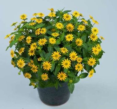 8703 Санвиталия TALYA Great Yellow (Весна 2026)