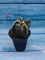 Astrophytum Myriostigma monstrosa (Астрофитум)