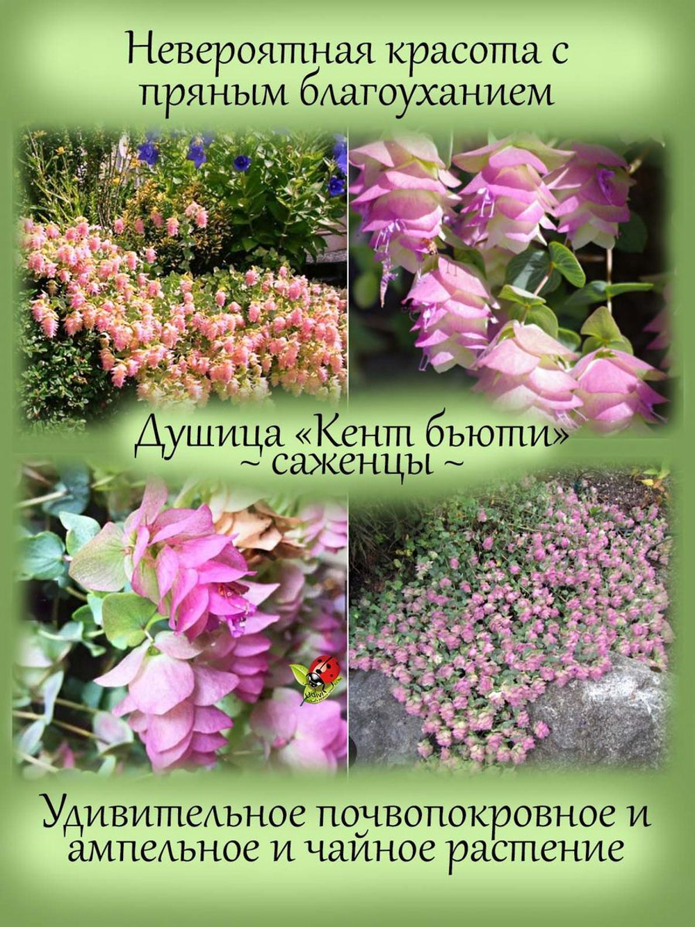 Душица Кент Бьюти ампельная пряность орегано