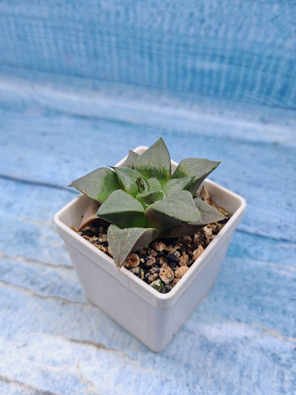 Haworthia Comptoniana hyb. (Хавортия)