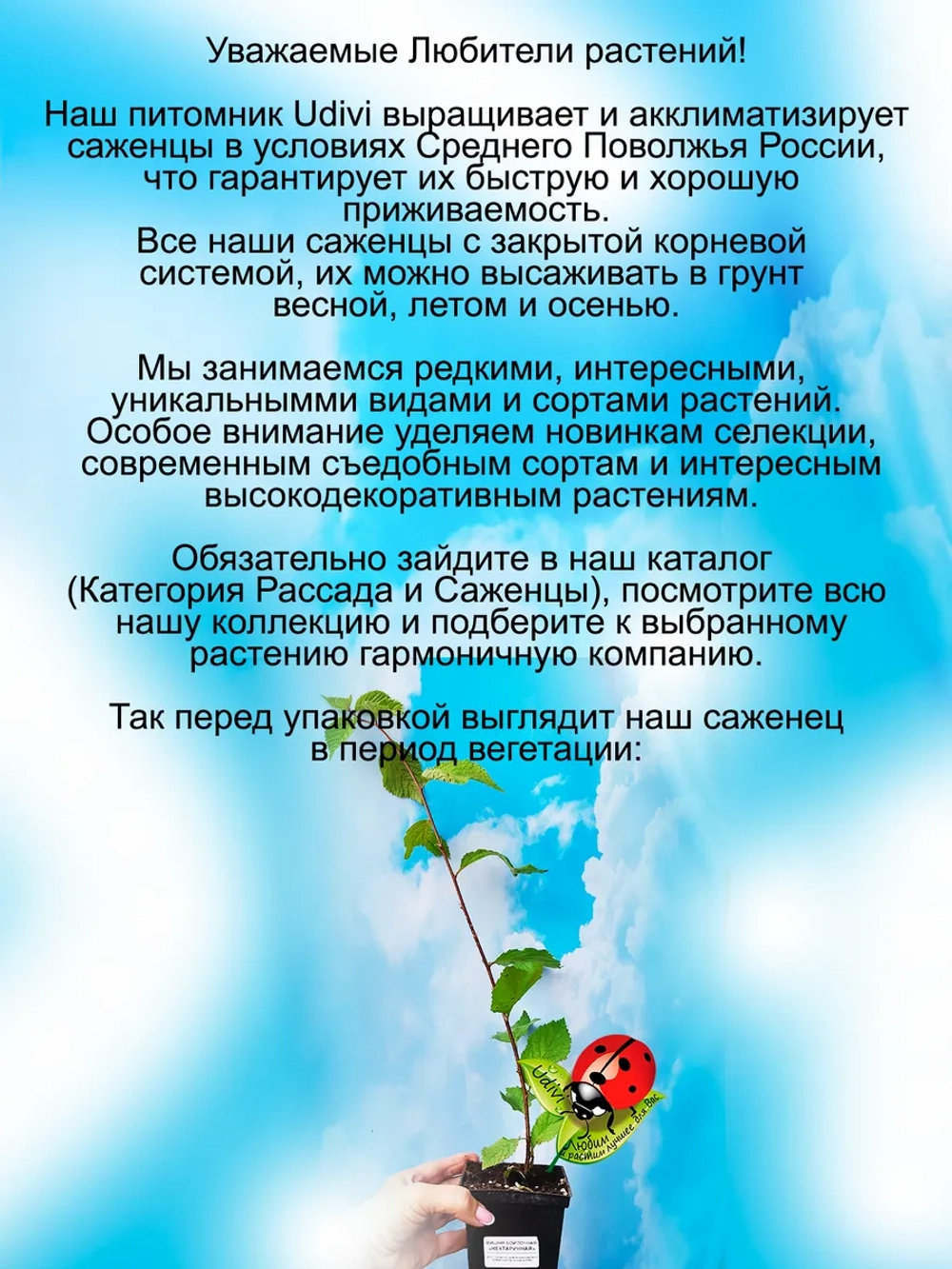 Войлочная вишня Нектаринная двухцветная