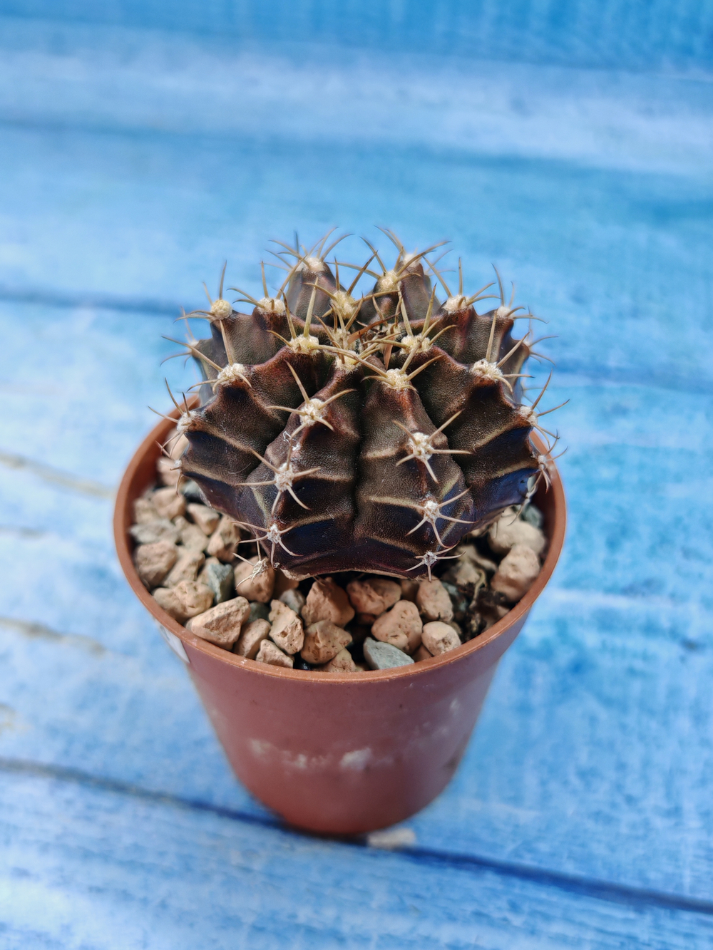 Gymnocalycium Friedrichii (Гимнокалициум)