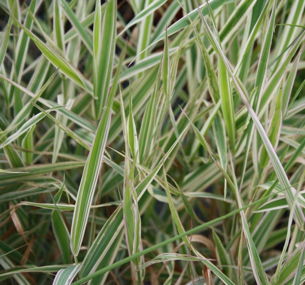 Фалярис тростниковый "Tricolor". Phalaris arundinacea "Tricolor".