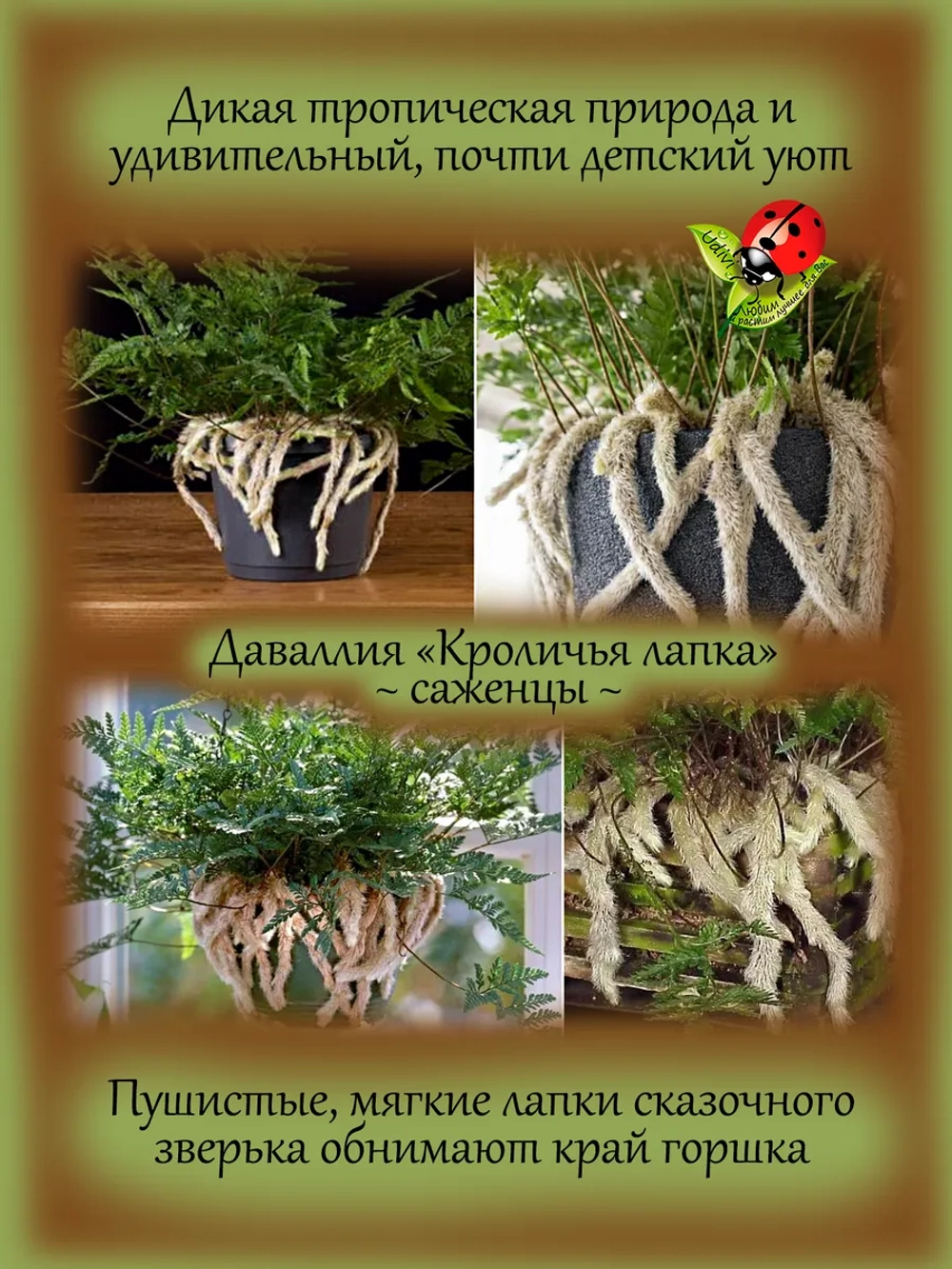 Даваллия Кроличья лапка комнатный папоротник