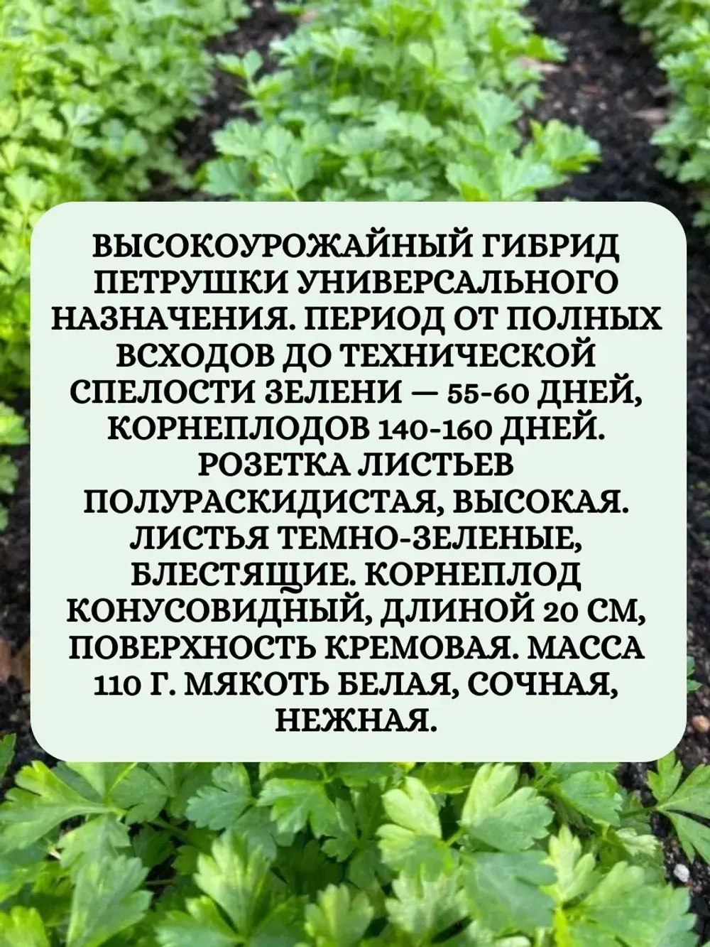 Набор семян петрушка+укроп+лук на зелень 30 гр