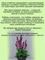Шалфей Шнеехюгель белый Снежный холм Сальвия