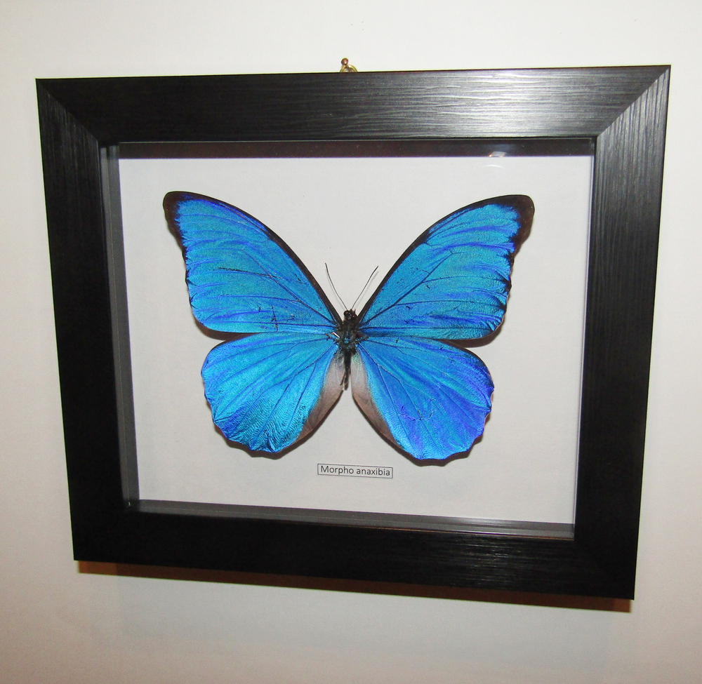 Бабочка Morpho anaxibia в рамке