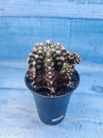 Gymnocalycium T-Rex Pink hybrid (Гимнокалициум)