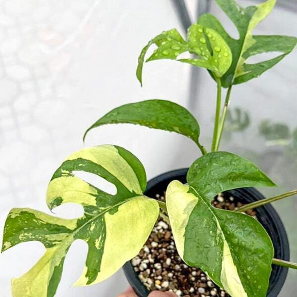 Рафидофора TETRASPERMA VAR