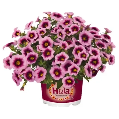 Калибрахоа Hula Soft Pink К15