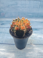 Gymnocalycium Variegata (Гимнокалициум Вариегатный)