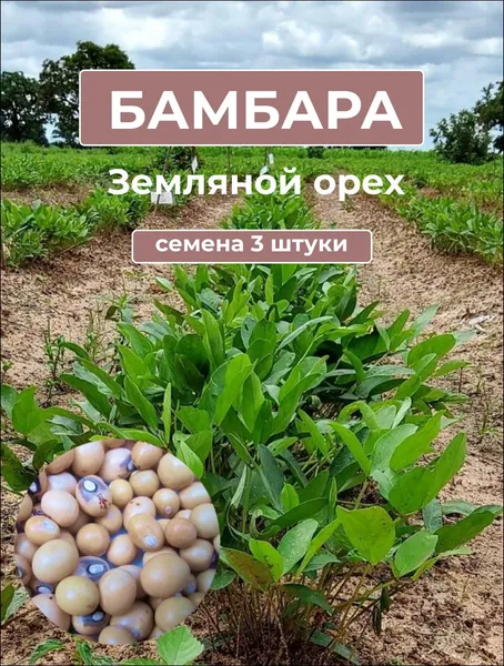 Бамбара, земляной орех (Vigna subterranea) — белые семена, 3 шт.