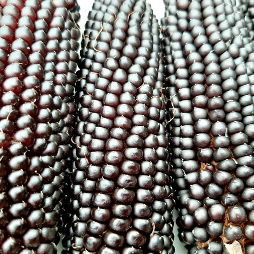 Кукуруза Чёрный Попкорн - Black Popcorn