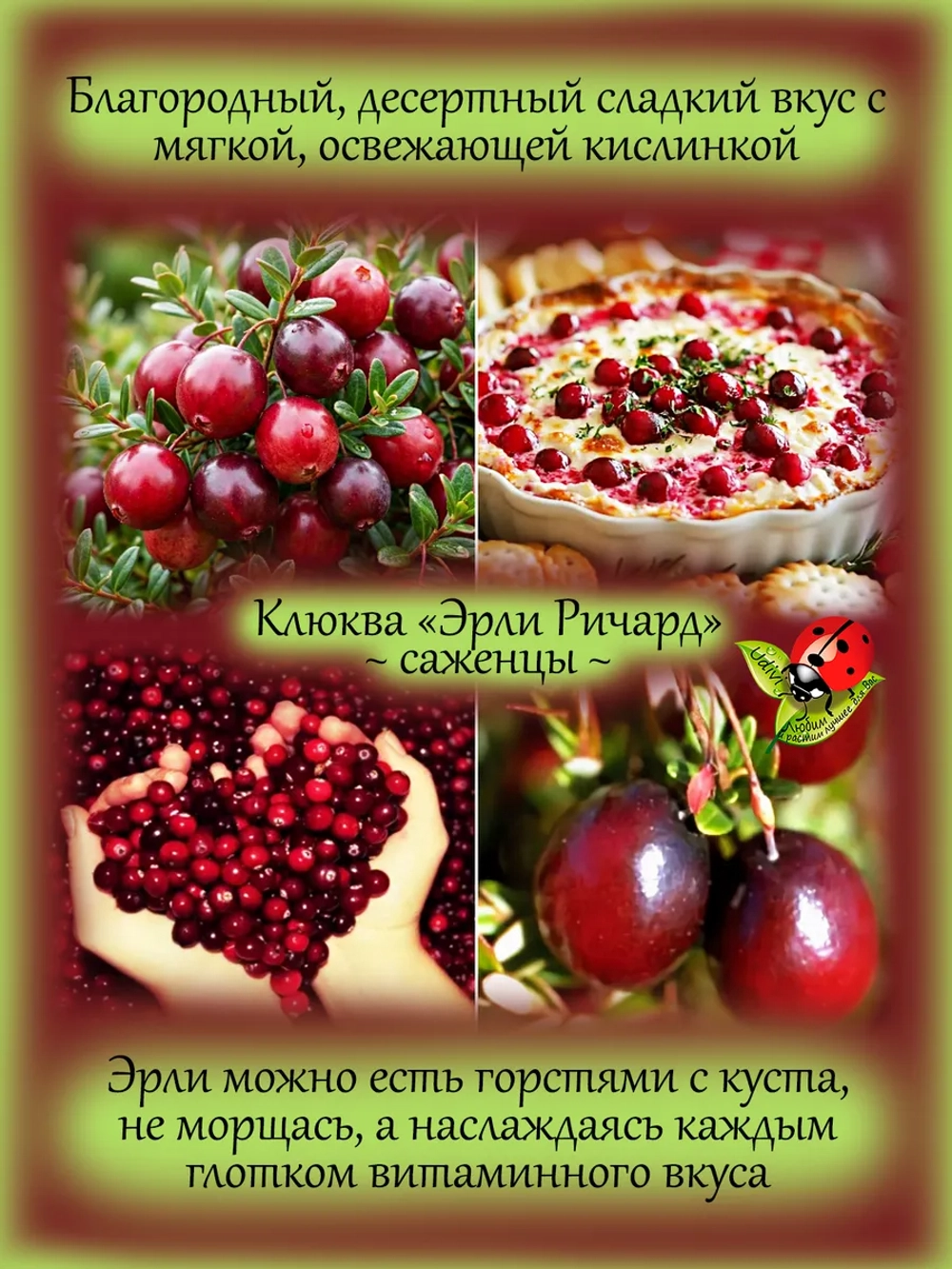 Клюква Эрли Ричард крупноплодная сладкая