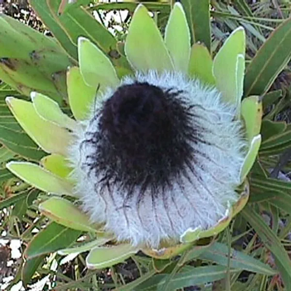 Протея Protea Longifolia — семена, 2 шт.